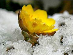 адонис амурский зацветает из-под снега