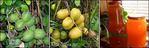 http://www.gardenia.ru/pages/i/aiva0031.jpg