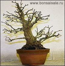     Acer palmatum 