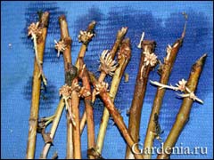 стеблевые черенки хризантемы с зачатками корней и побегов