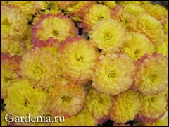 Подготовка мелкоцветковых хризантем к зиме