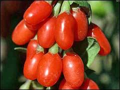ягоды Годжи сорта «New Big»