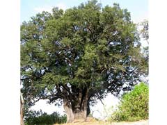 эбеновое дерево (черное дерево) в природе