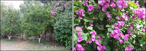 цитрусовые деревья в нашем саду; бугенвиллия розовая