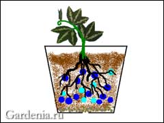корни растения прорастают в гранулы гидрогеля