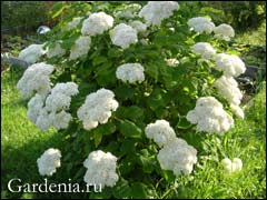 http://www.gardenia.ru/pages/i/gorten007.jpg