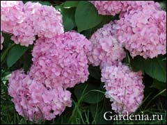 http://www.gardenia.ru/pages/i/gorten008.jpg
