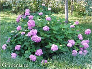 http://www.gardenia.ru/pages/i/gorten0081.jpg