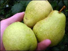 плоды груши челябинского сорта «Ларинская»