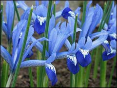  ,   (Iris reticulata)