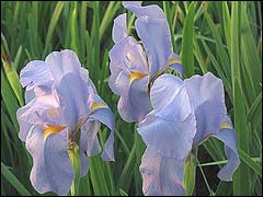 Iris (Regelia) hoogiana