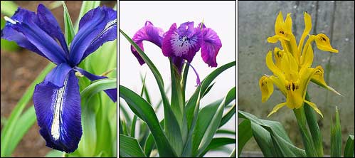 Iris aucheri BLUE STAR; Iris aucheri PURPLE STAR; Iris bucharica