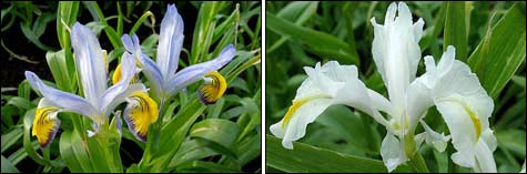 Iris hyb. NEW ARGUMENT; Iris magnifica ALBA