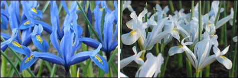   (Iris reticulata)