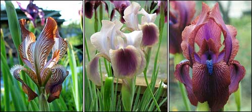 Iris (Regelia) stolonifera NETWORK; Iris (Regelia) ANTIOPE; Iris (Regelia) VERA