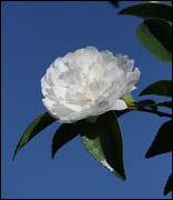 Camellia sasanqua " "