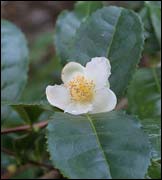 Camellia sinensis,  