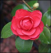 Camellia japonica,    -40 (Coquettii)