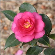 Camellia  hiemalis "Shishigashira"