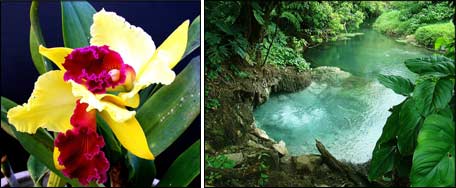 орхидея; виды Коста-Рики