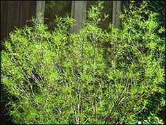 Крушина ольховидная аспленифолия. Крушина ольховидная “Аспленифолия” / Rhamnus frangula “Asplenifolia”