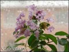 http://www.gardenia.ru/pages/i/lagerstrem001.jpg