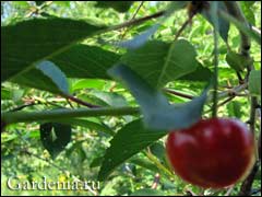 Ликеры ягодные с вишневыми листочками