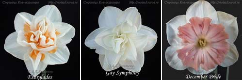  Everglades; Gay Symphony; December Bride