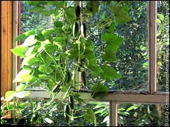 Агротехника выращивания огурца на балконе и веранде