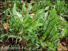 Листья Одуванчика Фото