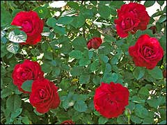розы Хайдельберг