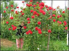 Розы: выбор сортов для сада