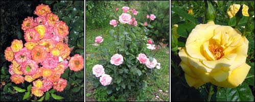 розы Rumba, Queen Elizabeth, Artur Bell