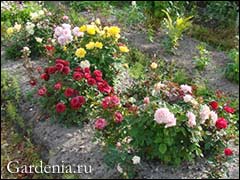 Розы в огороде (71 фото)