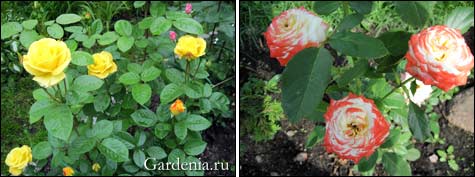 Сорта роз для Ленинградской области названия, фото, описание