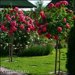 штамбовые розы Rosarium Uetersen
