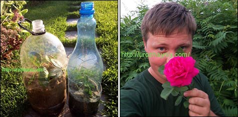 Материал для роз из пластиковых бутылок