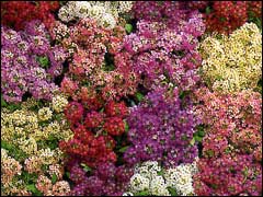 Цветы для ленивых. Неприхотливые однолетние цветы. Алиссум Афродита