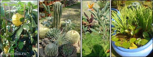 Коллекции растений в Ландриано