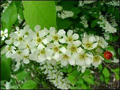 цветение гибрида черемухи и вишни