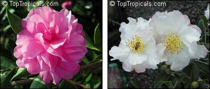   Camellia japonica 
