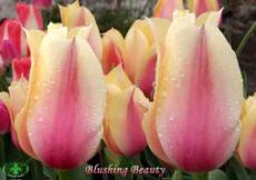 http://www.gardenia.ru/pages/i/tulip0016.jpg