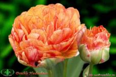 http://www.gardenia.ru/pages/i/tulip0019.jpg