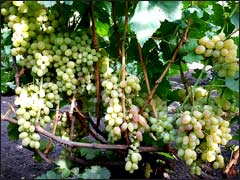 плодоношение винограда «Тасон»